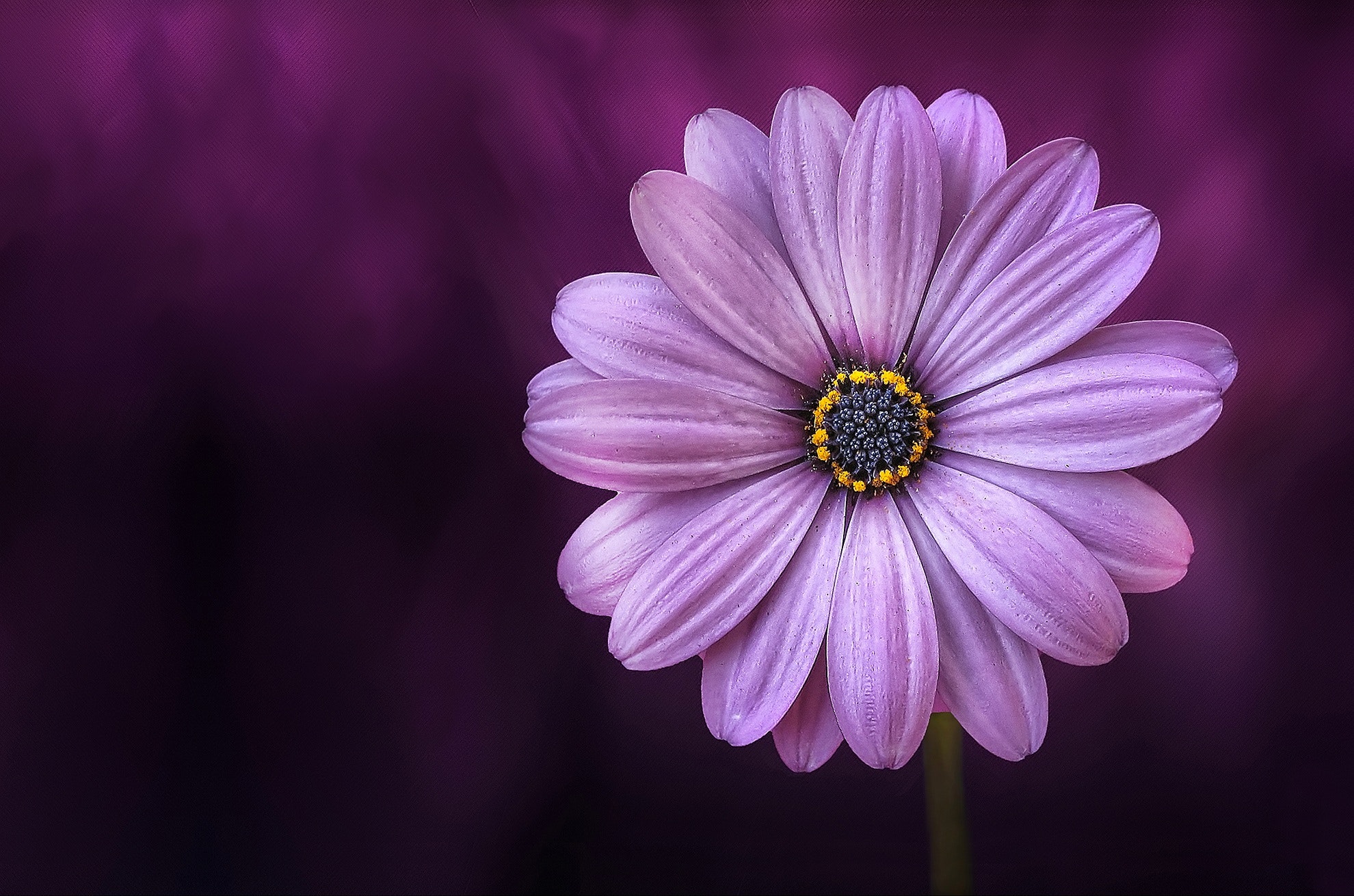 A close-up of a purple daisy flower with a blurred purple background. A close-up of a purple daisy flower with a blurred purple background.