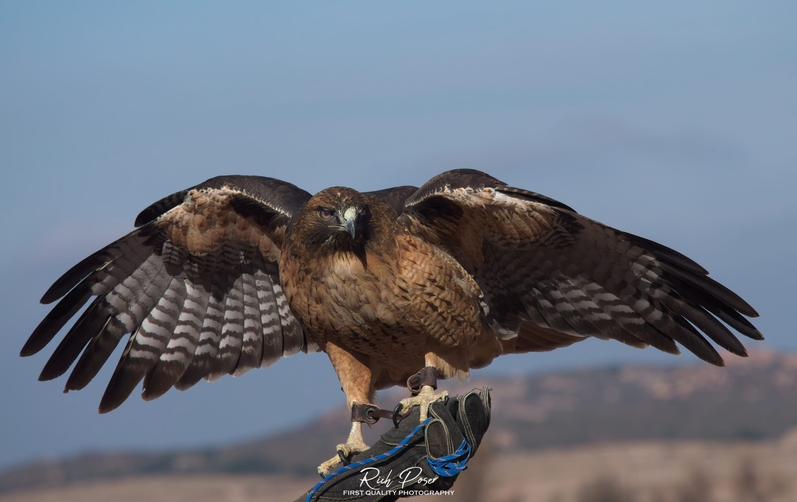 A fierce hawk with wings spread wide perched on a gloved hand. A fierce hawk with wings spread wide perched on a gloved hand.