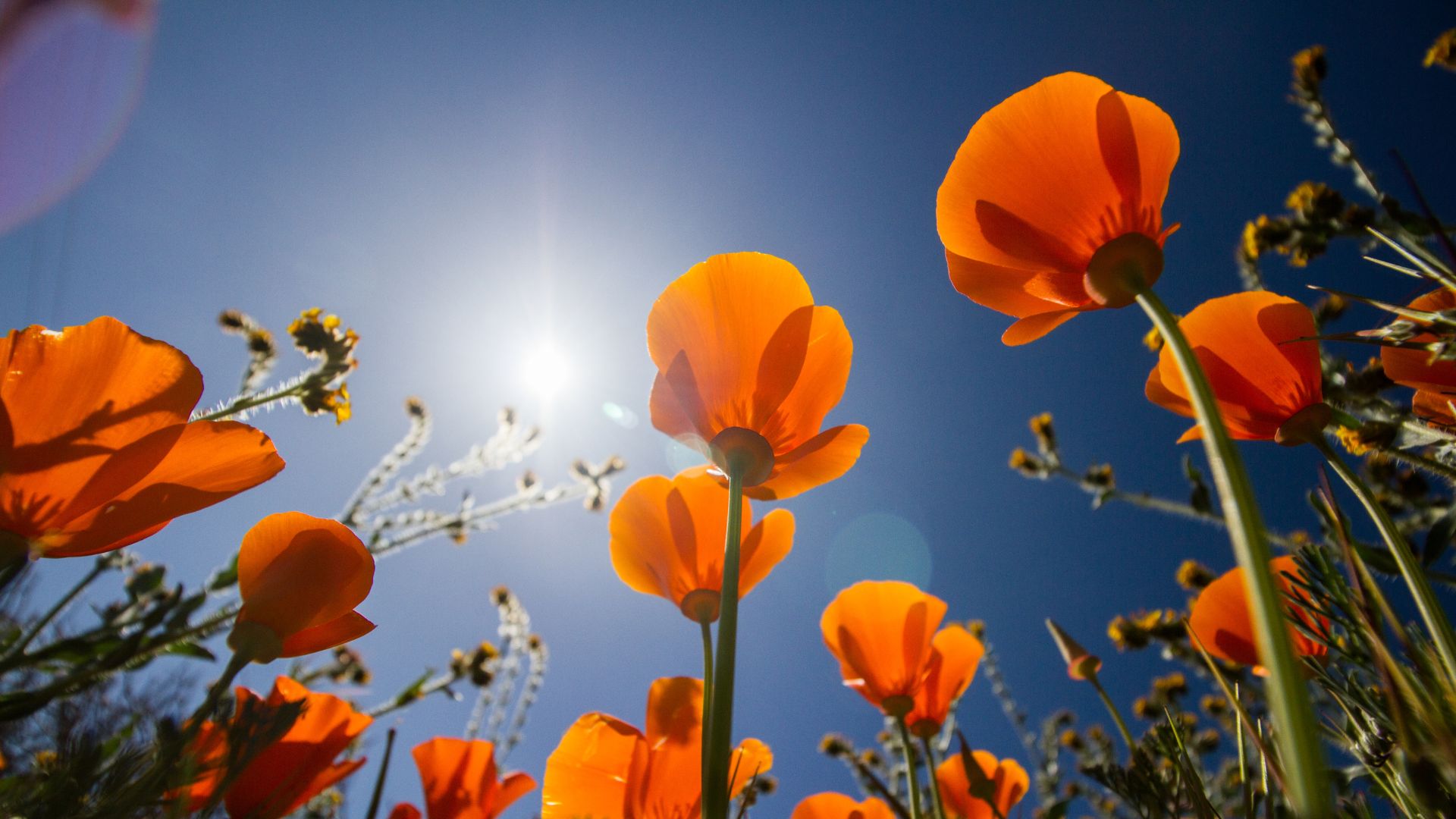 Orange poppies glowing under the bright sun against a clear blue sky.