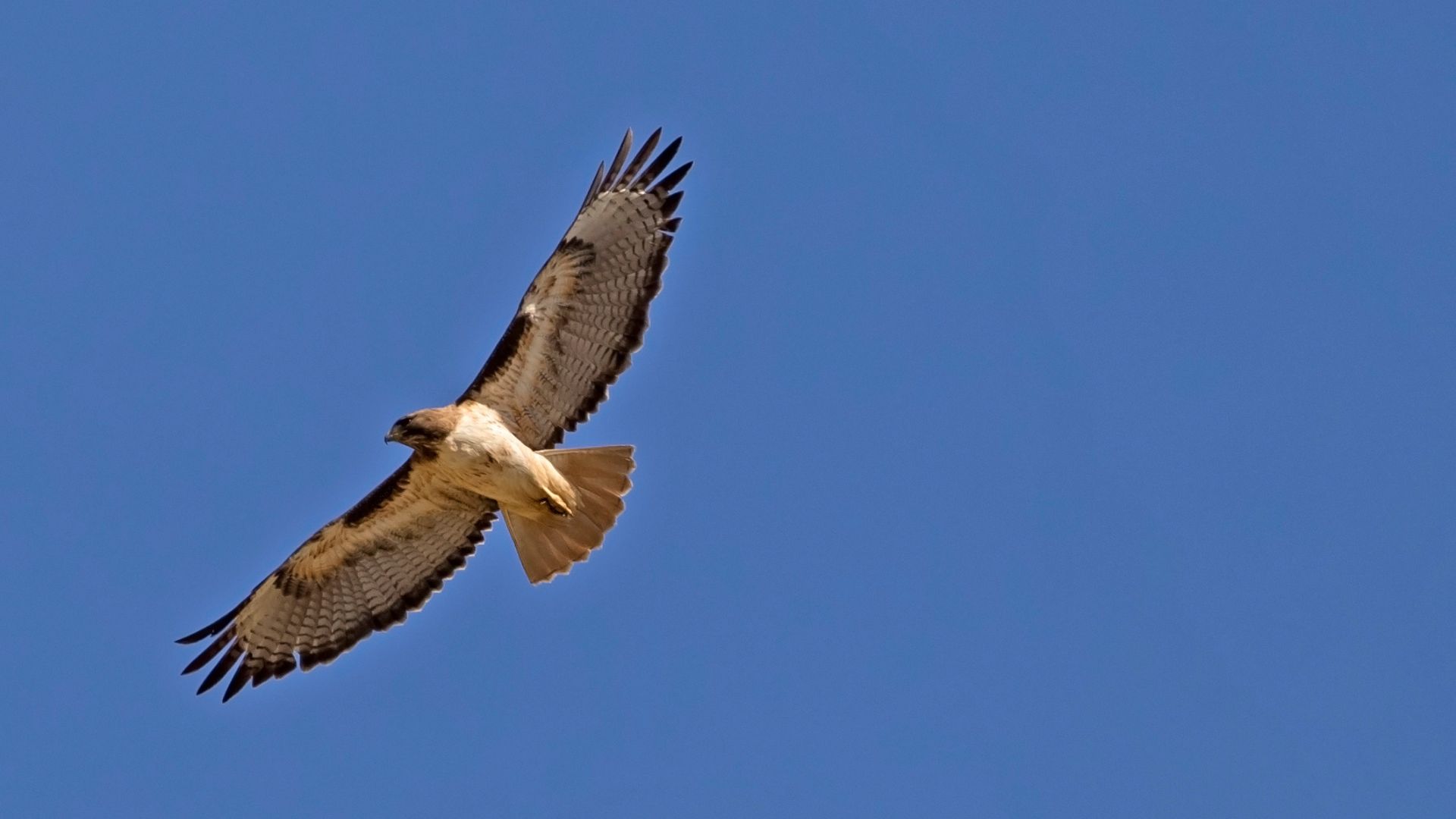 A hawk soars with wings fully spread against a clear blue sky. A hawk soars with wings fully spread against a clear blue sky.