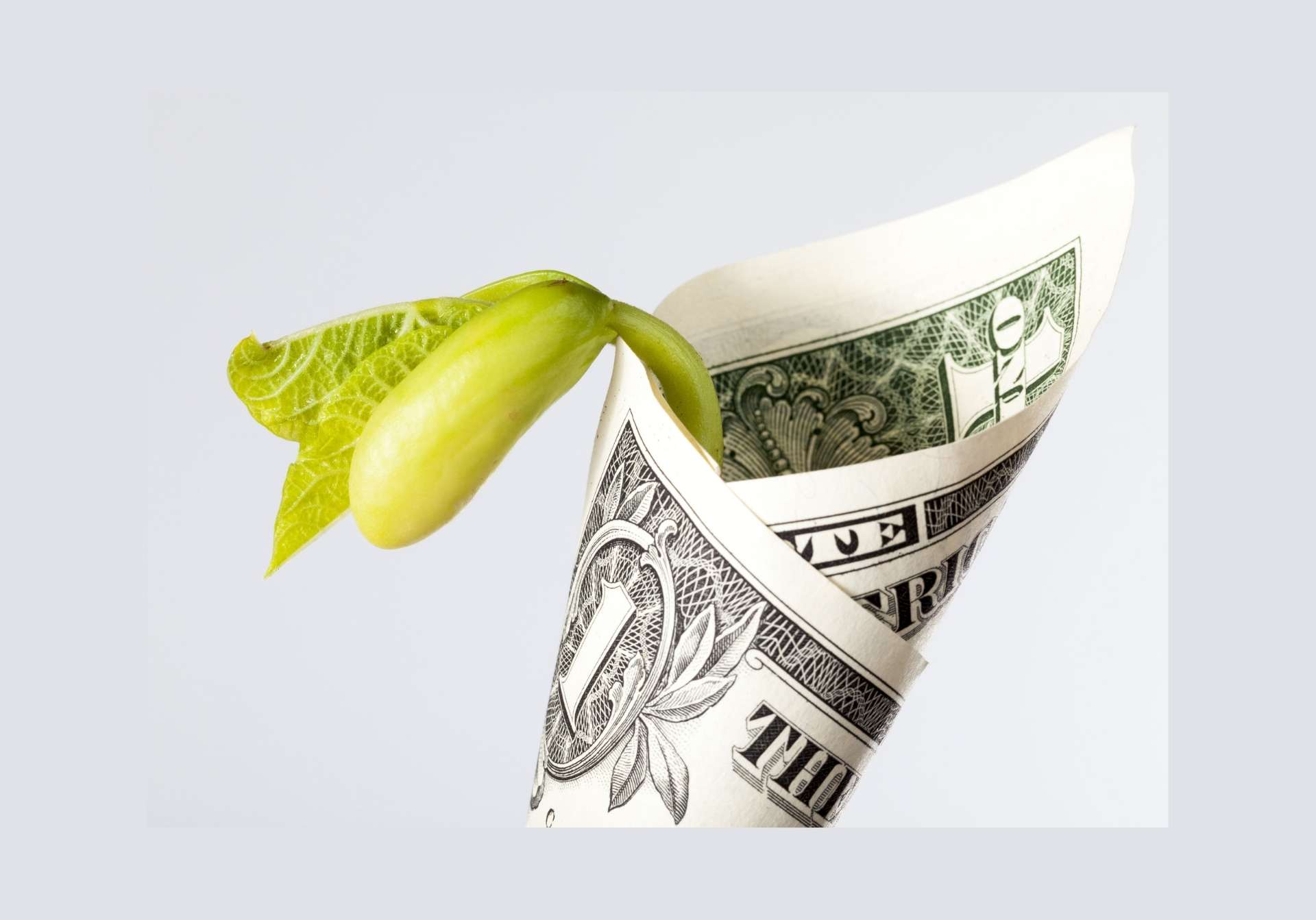 A plant sprout growing from a rolled dollar bill. A plant sprout growing from a rolled dollar bill.